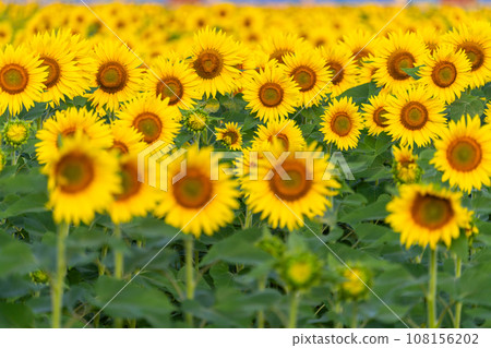 盛開的向日葵田/夏季影像 108156202