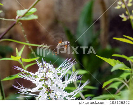 Nekono whiskers and staghorn swaying in the autumn breeze 108156262