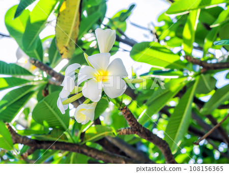 White flowers Plumeria growing on tropical tree. Frangipani plant blooming White flowers Plumeria growing on tropical tree. Frangipani plant blooming 108156365