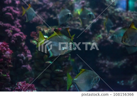 Moonyfishes swimming in aquarium. Monodactylus argenteus or silver moon fish in sea Moonyfishes swimming in aquarium. Monodactylus argenteus or silver moon fish in sea 108156366