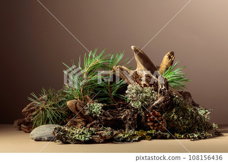 Abstract north nature scene with a composition of lichen, pine branches, and dry snags. Abstract north nature scene with a composition of lichen, pine branches, and dry snags. 108156436