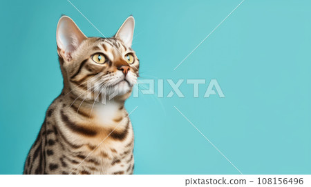 Advertising portrait, banner, funny bengal cat classic tiger color, yellow eyes, serious straight look, isolated on blue background 108156496