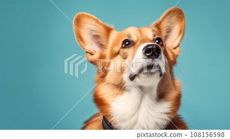 Advertising portrait, banner, carefully looking up redhead welsh corgi dog, serious look, isolated on blue background Advertising portrait, banner, carefully looking up redhead welsh corgi dog, serious look, isolated on blue background 108156598