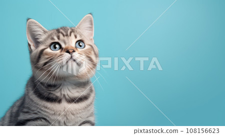 Advertising portrait, banner, classic striped color young cat looks back with green eyes, isolated on blue background 108156623