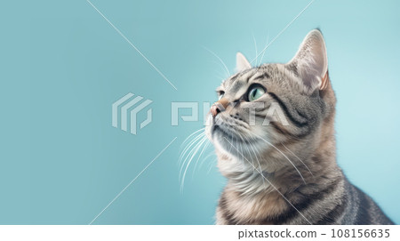 Advertising portrait, banner, cute classic striped color cat looks with green eyes, isolated on blue background 108156635