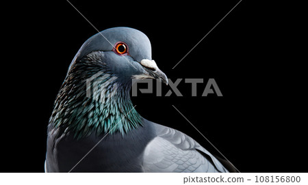 Advertising portrait, banner, classic color pidgeon looks back, isolated on black background Advertising portrait, banner, classic color pidgeon looks back, isolated on black background 108156800