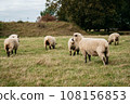 Flock of sheep grazing on green hills 108156853
