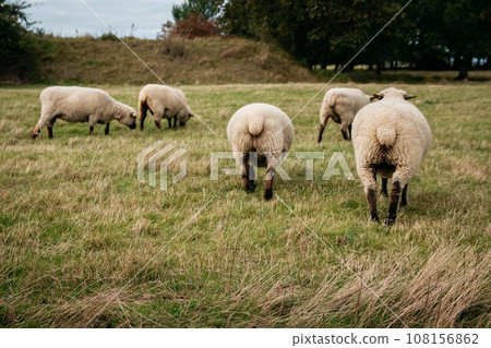 Flock of sheep grazing on green hills Flock of sheep grazing on green hills 108156862