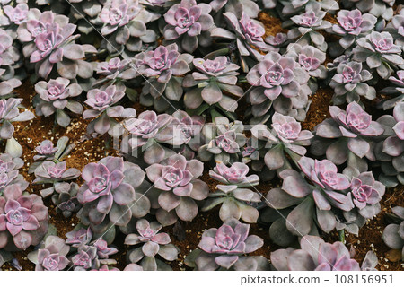 Graptopetalum paraguayense succulent plant with common names mother-of-pearl-plant and ghost plant Graptopetalum paraguayense succulent plant with common names mother-of-pearl-plant and ghost plant 108156951