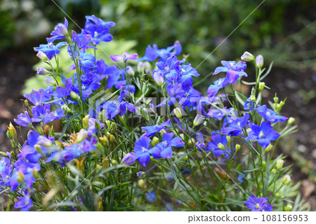 Gentiana flowers growing on a flower bed Gentiana flowers growing on a flower bed 108156953