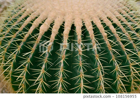 Echinocactus grusonii or Golden Barrel Cactus without flowers close up 108156955