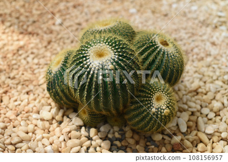 Echinocactus grusonii or Golden Barrel Cactus without flowers close up 108156957