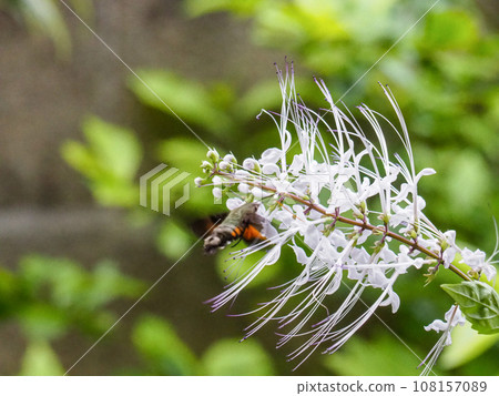Nekono whiskers and staghorn swaying in the autumn breeze Nekono whiskers and staghorn swaying in the autumn breeze 108157089
