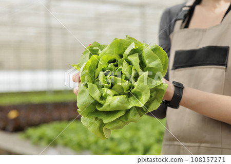 Naturally grown nutritious leafy green crop produced locally and sustainably in pesticide free environmentally conscious greenhouse. Fresh eco friendly bio lettuce, close up Naturally grown nutritious leafy green crop produced locally and sustainably in pesticide free environmentally conscious greenhouse. Fresh eco friendly bio lettuce, close up 108157271