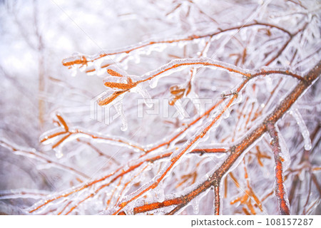 Selective focus of frozen birch catkins covered with ice. Russia, winter Selective focus of frozen birch catkins covered with ice. Russia, winter 108157287