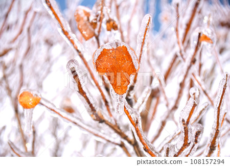 Brown dry leaves growing on a branch covered with ice on a winter day in russia. Brown dry leaves growing on a branch covered with ice on a winter day in russia. 108157294