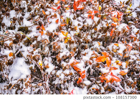 Brown dry leaves growing on a branch covered with ice on a winter day in russia. Brown dry leaves growing on a branch covered with ice on a winter day in russia. 108157300