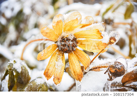 Frosted yellow flower with snow and ice. Black-eyed Susan or Coneflowers. Russian winter. Frosted yellow flower with snow and ice. Black-eyed Susan or Coneflowers. Russian winter. 108157304