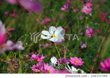 White cosmos blooming in the autumn sunlight White cosmos blooming in the autumn sunlight 108157349
