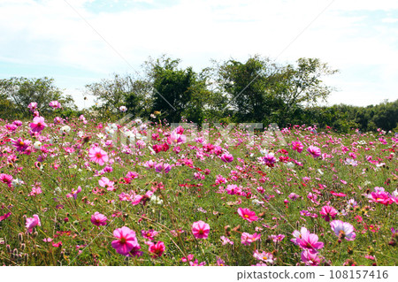 波斯菊盛開的風景 波斯菊盛開的風景 108157416