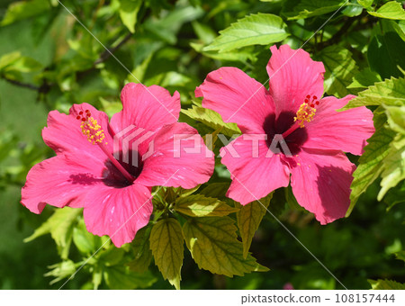 Hibiscus rosa-sinensis, known colloquially as Chinese hibiscus, China rose Hibiscus rosa-sinensis, known colloquially as Chinese hibiscus, China rose 108157444