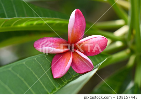 Many flowers of white plumeria rubra against green leaves background Many flowers of white plumeria rubra against green leaves background 108157445