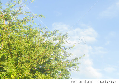 Tamarind tree or Indian date, Tamarindus indica L or Tamarind or FABACEAE and sky Tamarind tree or Indian date, Tamarindus indica L or Tamarind or FABACEAE and sky 108157458