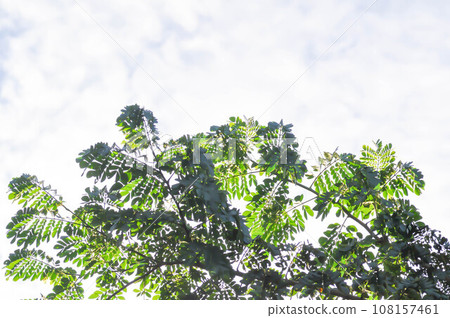 Rain tree or Samanea saman, LEGUMINOSAE MIMOSOIDEAE Rain tree or Samanea saman, LEGUMINOSAE MIMOSOIDEAE 108157461
