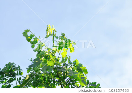 Rain tree or Samanea saman, LEGUMINOSAE MIMOSOIDEAE Rain tree or Samanea saman, LEGUMINOSAE MIMOSOIDEAE 108157463
