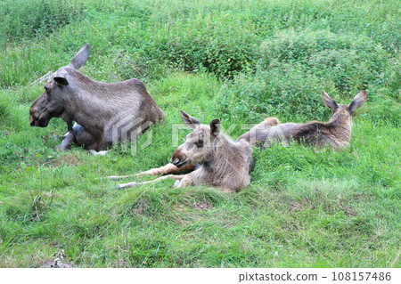 Moose or Elk, Alces wapiti  in the nature habitat 108157486