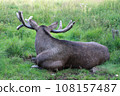 Moose or Elk, Alces wapiti  in the nature habitat 108157487