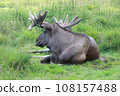 Moose or Elk, Alces wapiti  in the nature habitat 108157488