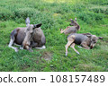 Moose or Elk, Alces wapiti  in the nature habitat 108157489