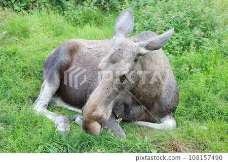 Moose or Elk, Alces wapiti  in the nature habitat 108157490