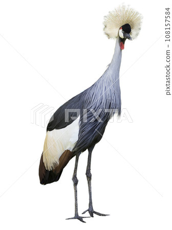 Balearica regulorum Balearica regulorum 108157584