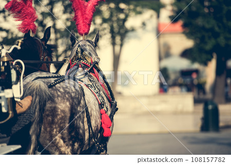 horses tourist carriage 108157782