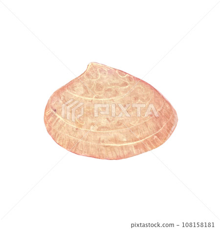 Watercolor pink shell isolated on white 108158181