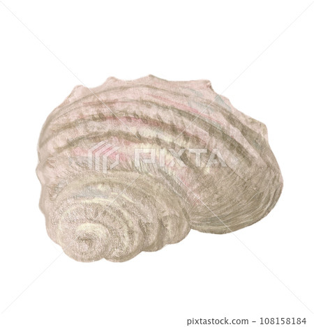 Watercolor hand-drawn rapan isolated on white 108158184