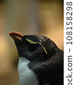 A penguin looking up 108158298