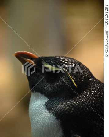 一隻企鵝抬頭 108158298