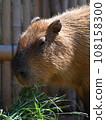 Capybara to eat grass 108158300