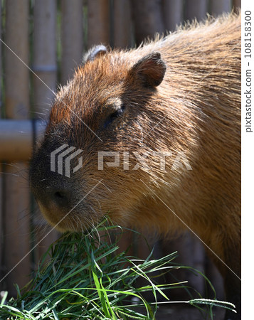 Capybara to eat grass 108158300