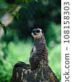 Look at Meerkat 108158303