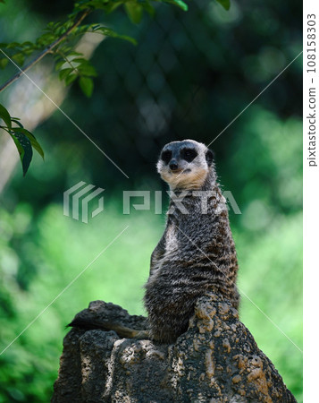 Look at Meerkat 108158303