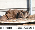 Otter taking a nap 108158304