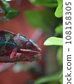Chameleon that sticks to branches 108158305