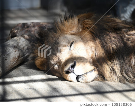 躺在睡覺 108158306