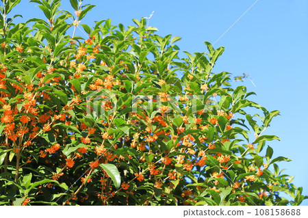 生長在藍天的桂花 生長在藍天的桂花 108158688