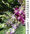 Orchid Flower 108158814