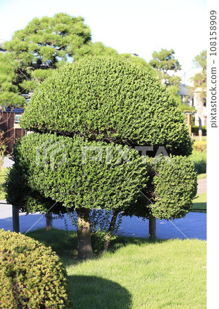 Well-shaped boxwood tree (boxwood) Well-shaped boxwood tree (boxwood) 108158909